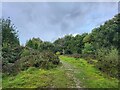 Autumn on Weydown Common (1)