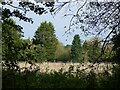 Fields off Coppice Lane