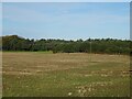 Stubble field and woodland