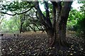 Tree in Danesmead Wood