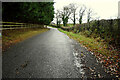 Tall hedge along Letfern Road