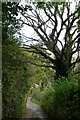 Lane near Draycott in Shropshire