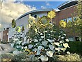 Hospital Sunflowers