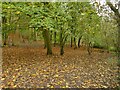 Footpath through Bathpool Wood