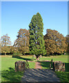 Tree in Mostyn Gardens