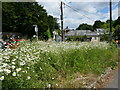 Ox-eye daisies, Chalford