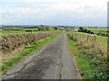 Hedge and fence-lined minor road approaching Dalbrae