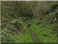 Muntjac deer on the disused railway line, Great Ryburgh