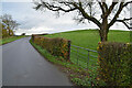 Bare tree along Edenbrack Road