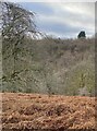 Bracken-covered slope