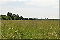 Grassland, Lower Feltham