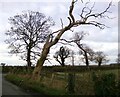 Coed gaeafol / Winter trees