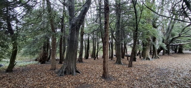 Woodland on the Cammo estate © Mike Pennington :: Geograph Britain and ...