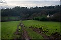 North Petherton : Grassy Field