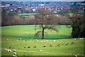 Goathurst : Grassy Field