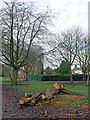 Tree remains in Bradmore Recreation Ground, Wolverhampton