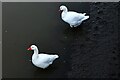 Yalding, River Medway Basin: Two geese