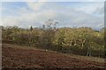 Woodland near Springhill Farm