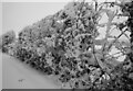 Snow-covered hedge, Pogg Myres Lane (SPE/149/30), Liversedge