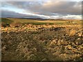 Felled woodland, Drumcuthlaw