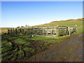 Sheep pens near Banks