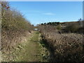 Path, Dinnington Community Wood