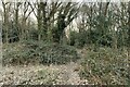 Footpath into Kings Langley Common