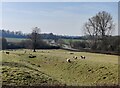 Sheep near Calendar Farm