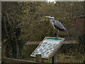 Wildlife Information Board