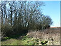 Bridleway by a small area of woodland near Woodsetts