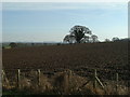 Fields near Rhuallt