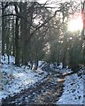 The Sandstone Trail South of Peckforton Castle