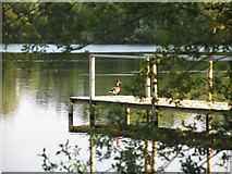 SU5765 : Gravel Pit Lake Fishing Pier located West of Bottle Cottage by Pam Brophy