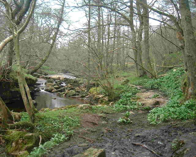 Woods and How Stean Beck