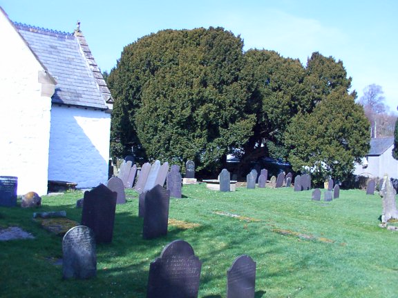 The 4000 year old yew in the churchyard at Llangernyw