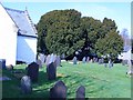 The 4000 year old yew in the churchyard at Llangernyw