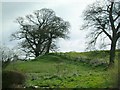 Tree Line