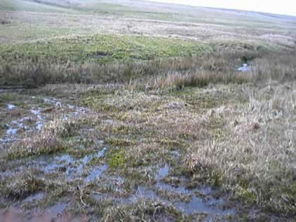 Marsh near the source of the Fowey