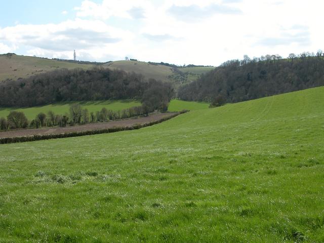 The Nore and Pollard Beech at the foot of the South Downs
