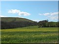 Rakefield Hanger at the foot of Butser Hill