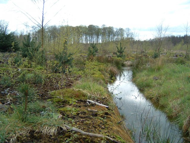Gateforth Wood