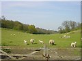 Lambs on Woodland Trust land, Hucking Estate