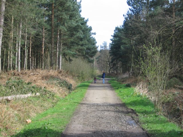 Allerthorpe Wood