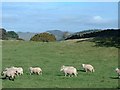 Sheep on the Bryn