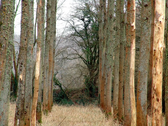 Old poplar plantation, Avon valley, Hanham