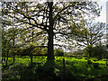 Oak Tree at Upper Church Farm