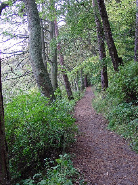 The riverside/woodland path from Rothbury to Thrum Mill.