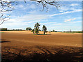 Ploughed Field near Kintbury