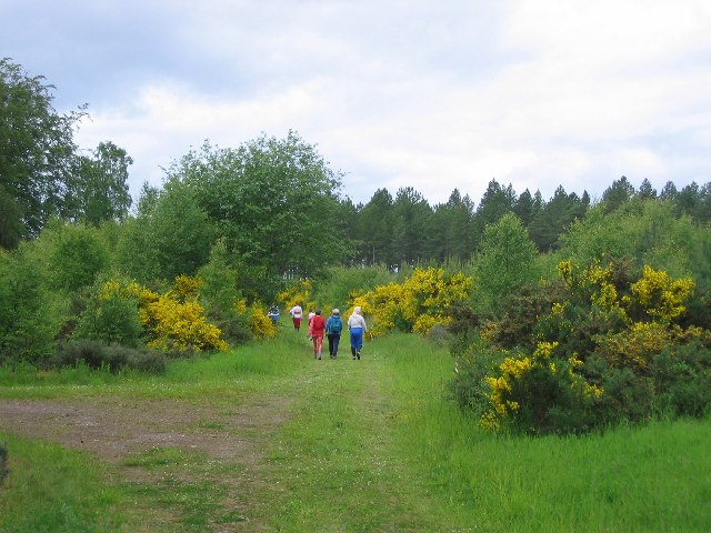 Culbin Forest