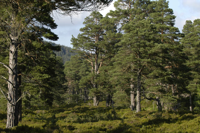 Ancient Caledonian Forest, Glen Tanar